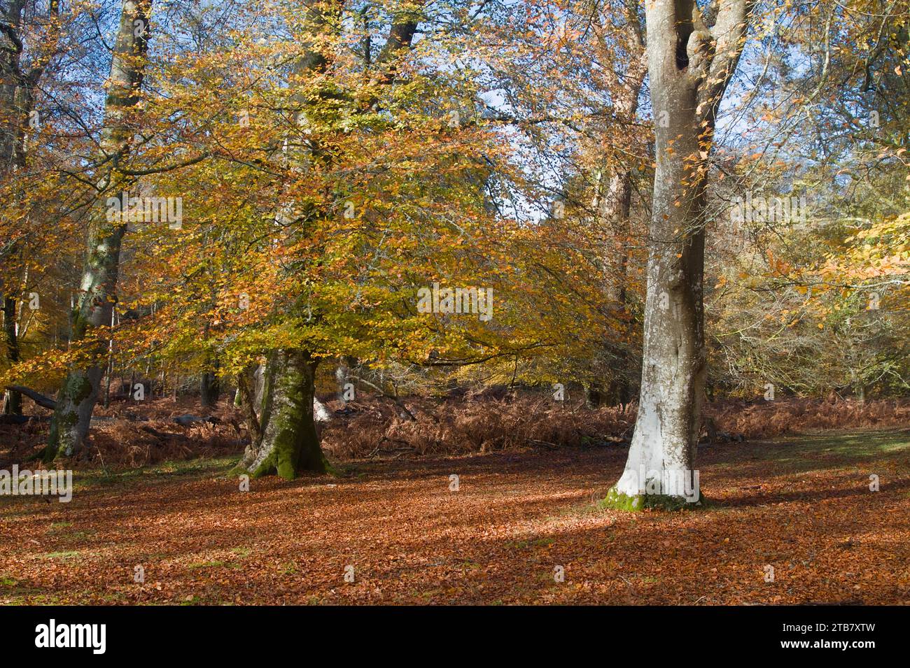 Buchenbäume, Fagus sylvatica, Königin des Waldes im Herbst mit herbstlichen Farben, New Forest UK Stockfoto