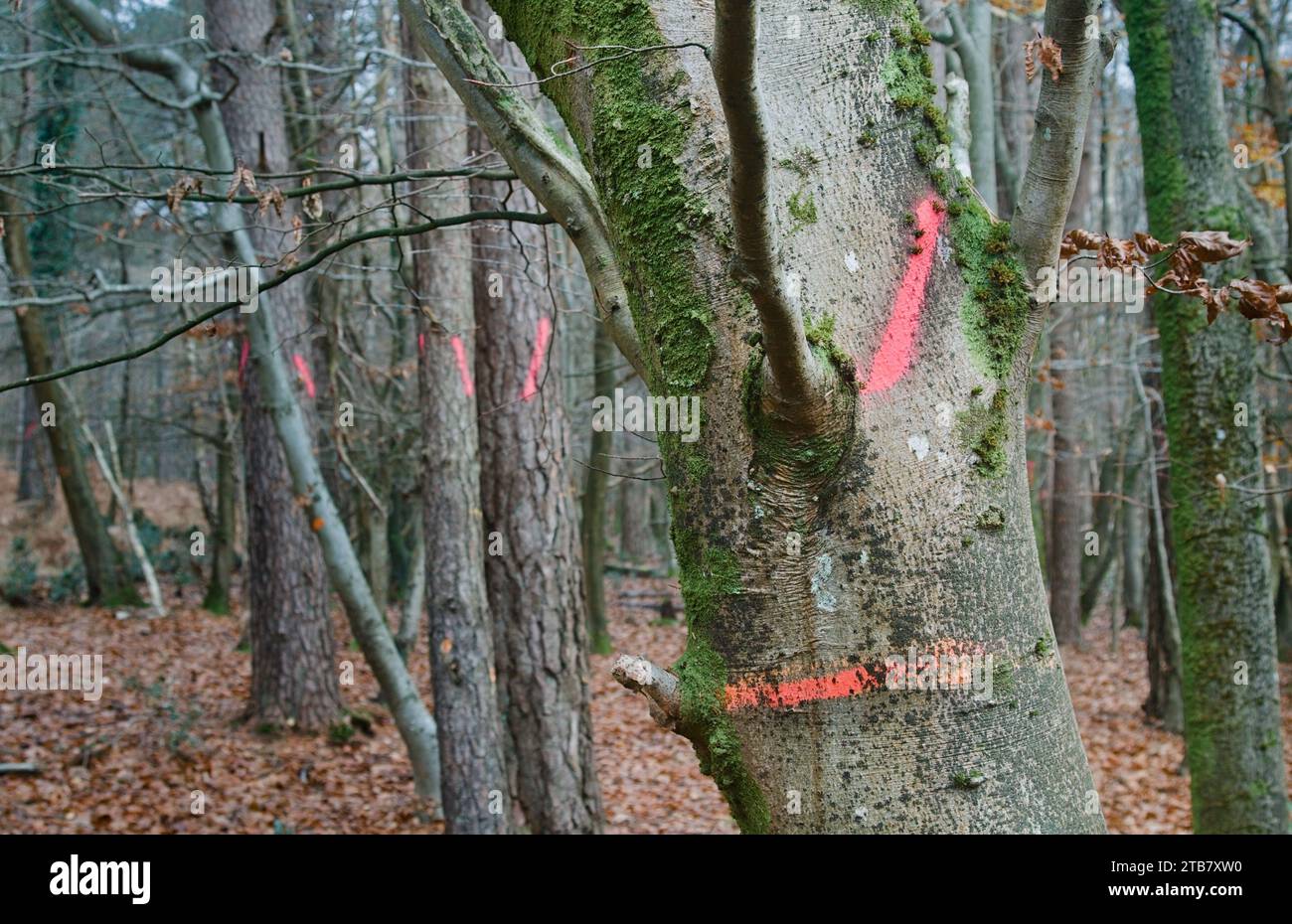 Lackierte Flourescent Forestry Marks, die Bäume zeigen, deren Umfang gemessen wurde und bereit zum Fällen sind, New Forest UK Stockfoto