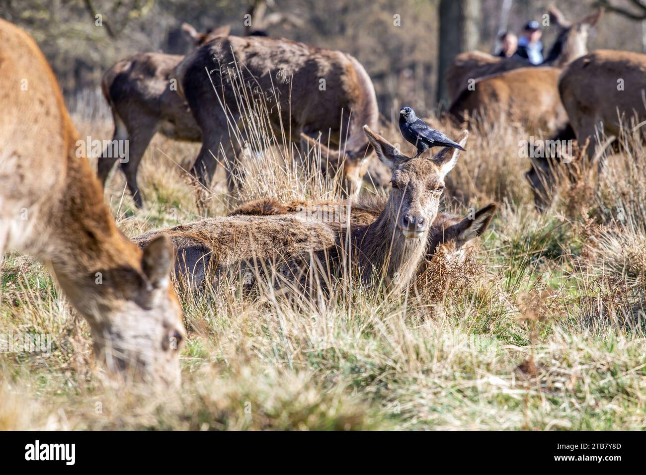 Hirsche in Richmon Park, London Stockfoto