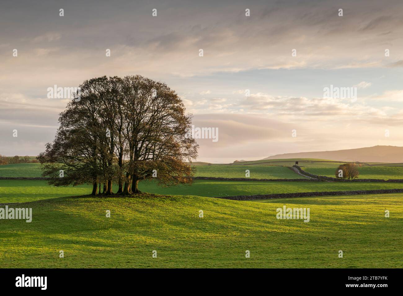 Bäume in einem grünen Feld, Airton, Yorkshire Dales National Park, North Yorkshire, England. Herbst (November) 2022. Stockfoto