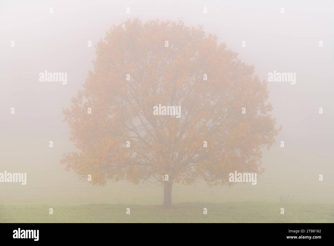 Baum mit Herbstlaub bei nebligen Morgenbedingungen, Burrowbridge, Somerset, England. Herbst (Dezember) 2022. Stockfoto