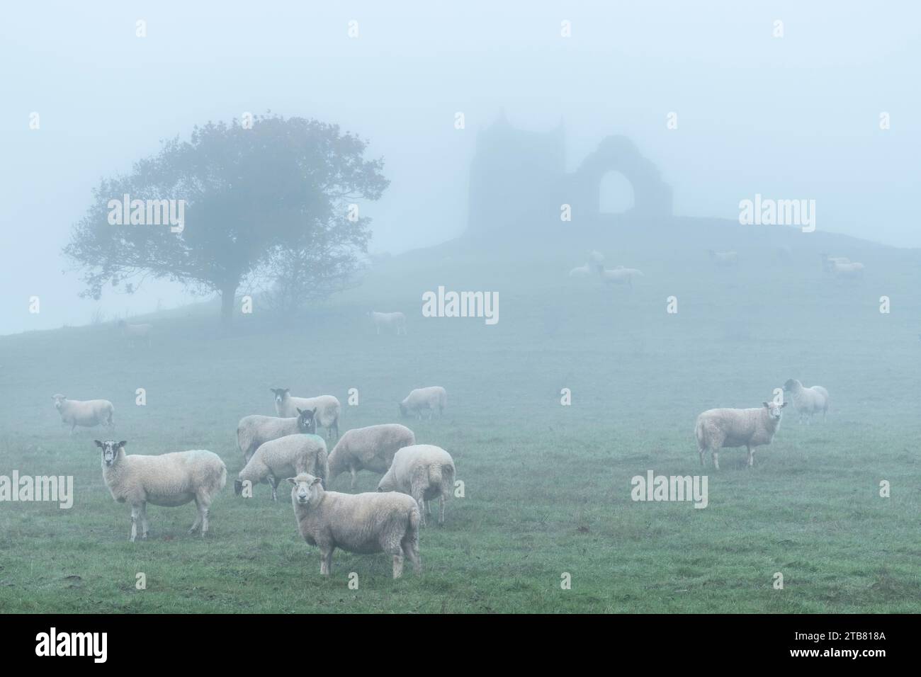 Schafe, die unter den Ruinen der St. Michael's Church auf Burrow Mump, Burrowbridge, Somerset, England weiden. Winter (Dezember) 2022. Stockfoto