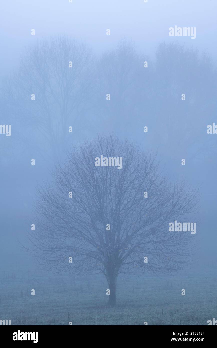 Winterbaum in dickem Nebel, Burrowbridge, Somerset, England. Winter (Dezember) 2022. Stockfoto