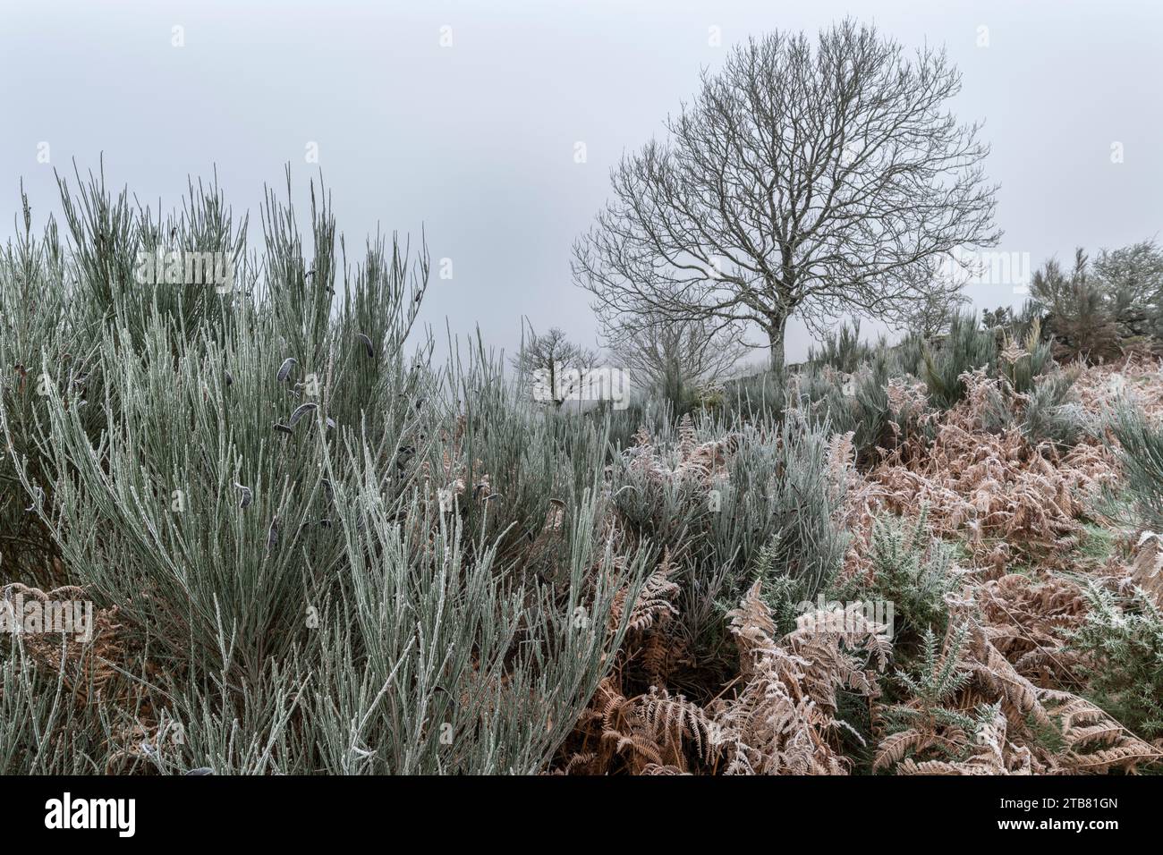 Frostbedecktes Moorland oberhalb des Teign Valley im Dartmoor National Park, Devon, England. Winter (Dezember) 2022. Stockfoto