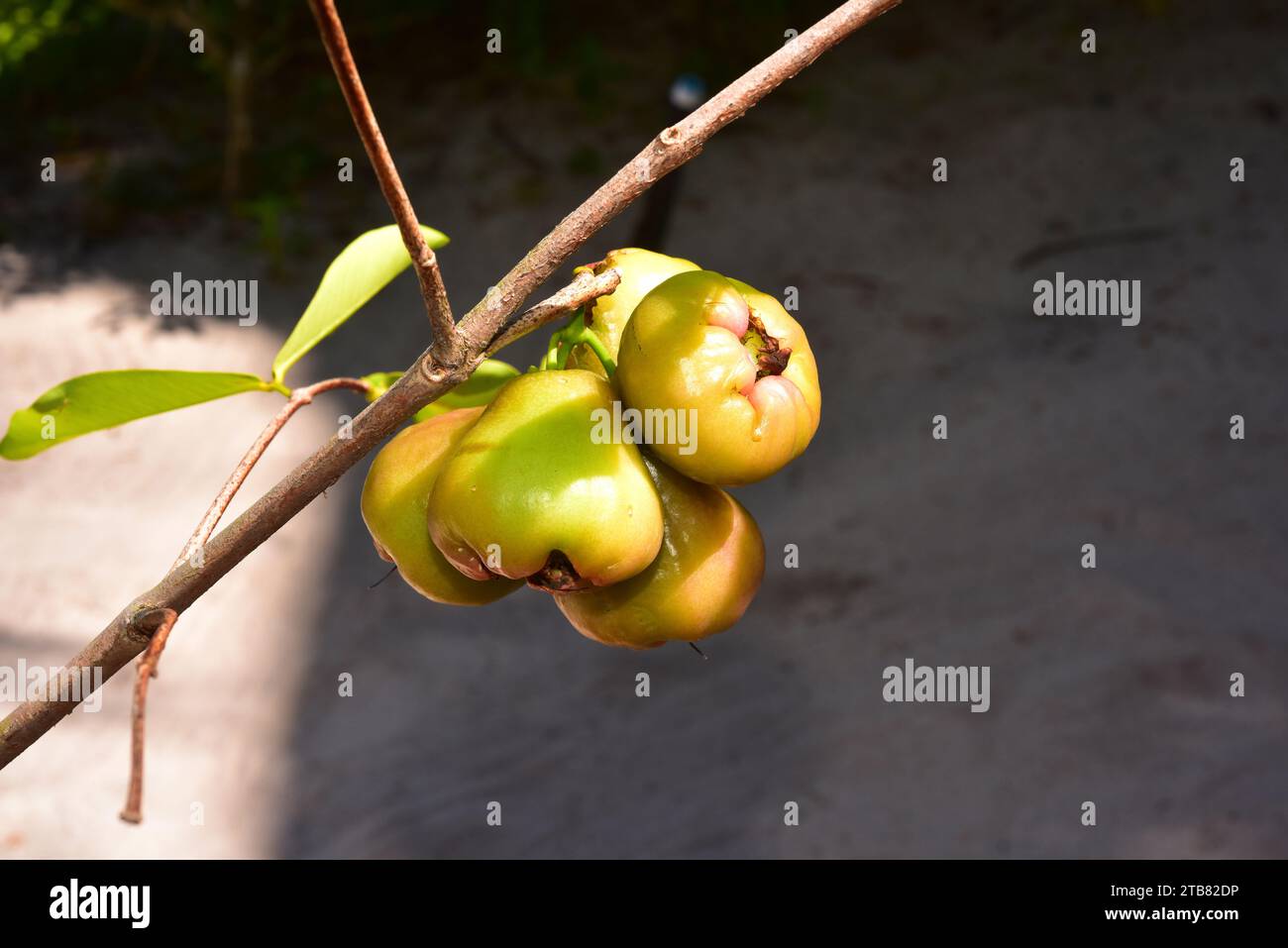 Der Java-Apfel (Syzygium samarangense oder Eugenia javanica) ist ein tropischer Baum, der auf der Malaiischen Halbinsel beheimatet ist. Seine Früchte (Beeren) sind essbar. Dieses Foto war t Stockfoto