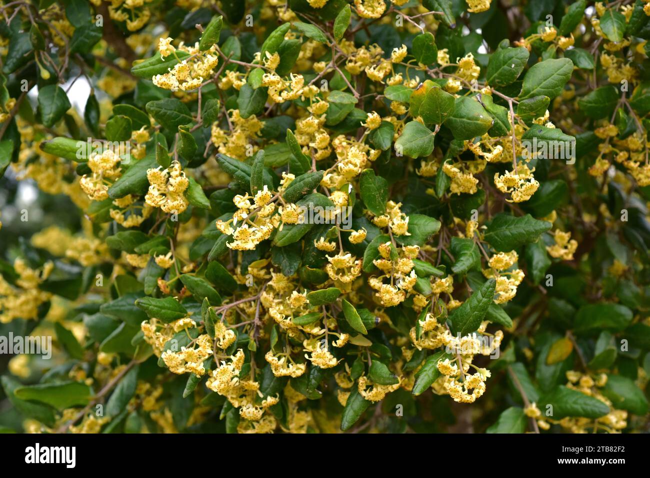 Boldo (Peumus boldus) ist ein in Chile endemischer Baum. Seine Blätter werden für kulinarische und medizinische Zwecke verwendet. Stockfoto