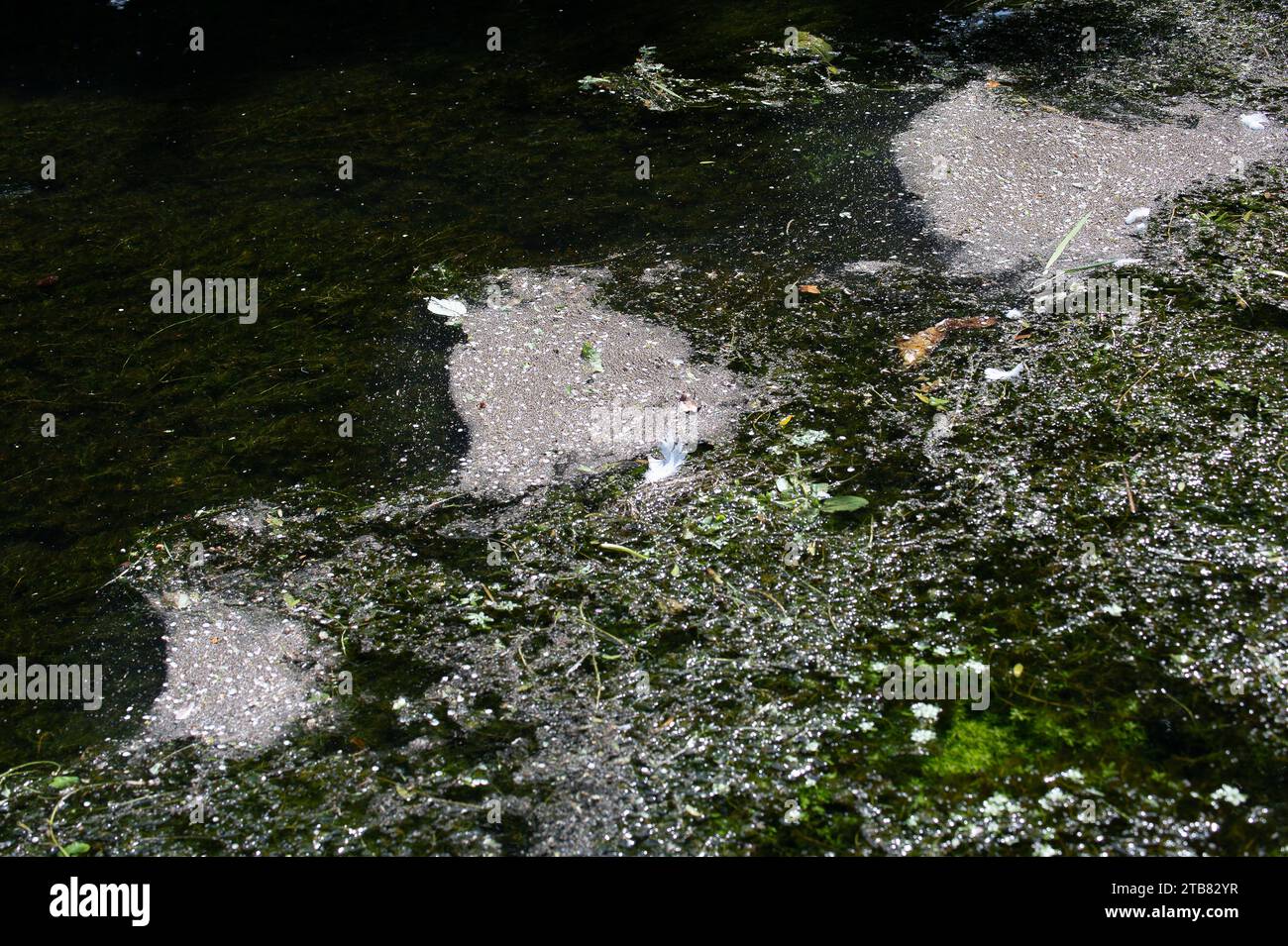 Dorney, Großbritannien. Mai 2023. An der Oberfläche des Roundmoor Ditch Baches in Dorney, Buckinghamshire, in unmittelbarer Nähe der Thames Water Slough Klärwerke, haben sich Flecken von natürlichen oder möglicherweise Verschmutzungen gebildet. Die EDM-Sturmentladungsmonitore zeigen jedoch keine jüngsten Entladungen an. Die Wasserstände im Fluss sind wieder gestiegen und ein riesiger See ist auf Dorney Common zurückgekehrt. Die Einheimischen im angrenzenden Dorf Eton Wick, Windsor, machen sich große Sorgen über den steigenden Wasserstand und wollen wissen, warum dies geschieht. Kredit: Maureen McLean/Alamy Stockfoto