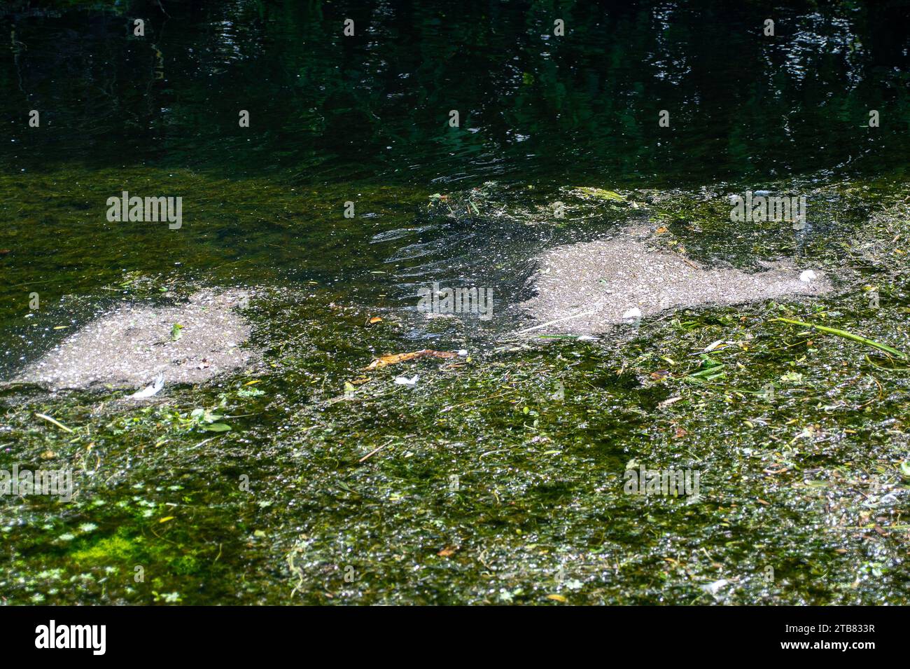 Dorney, Großbritannien. Mai 2023. An der Oberfläche des Roundmoor Ditch Baches in Dorney, Buckinghamshire, in unmittelbarer Nähe der Thames Water Slough Klärwerke, haben sich Flecken von natürlichen oder möglicherweise Verschmutzungen gebildet. Die EDM-Sturmentladungsmonitore zeigen jedoch keine jüngsten Entladungen an. Die Wasserstände im Fluss sind wieder gestiegen und ein riesiger See ist auf Dorney Common zurückgekehrt. Die Einheimischen im angrenzenden Dorf Eton Wick, Windsor, machen sich große Sorgen über den steigenden Wasserstand und wollen wissen, warum dies geschieht. Kredit: Maureen McLean/Alamy Stockfoto