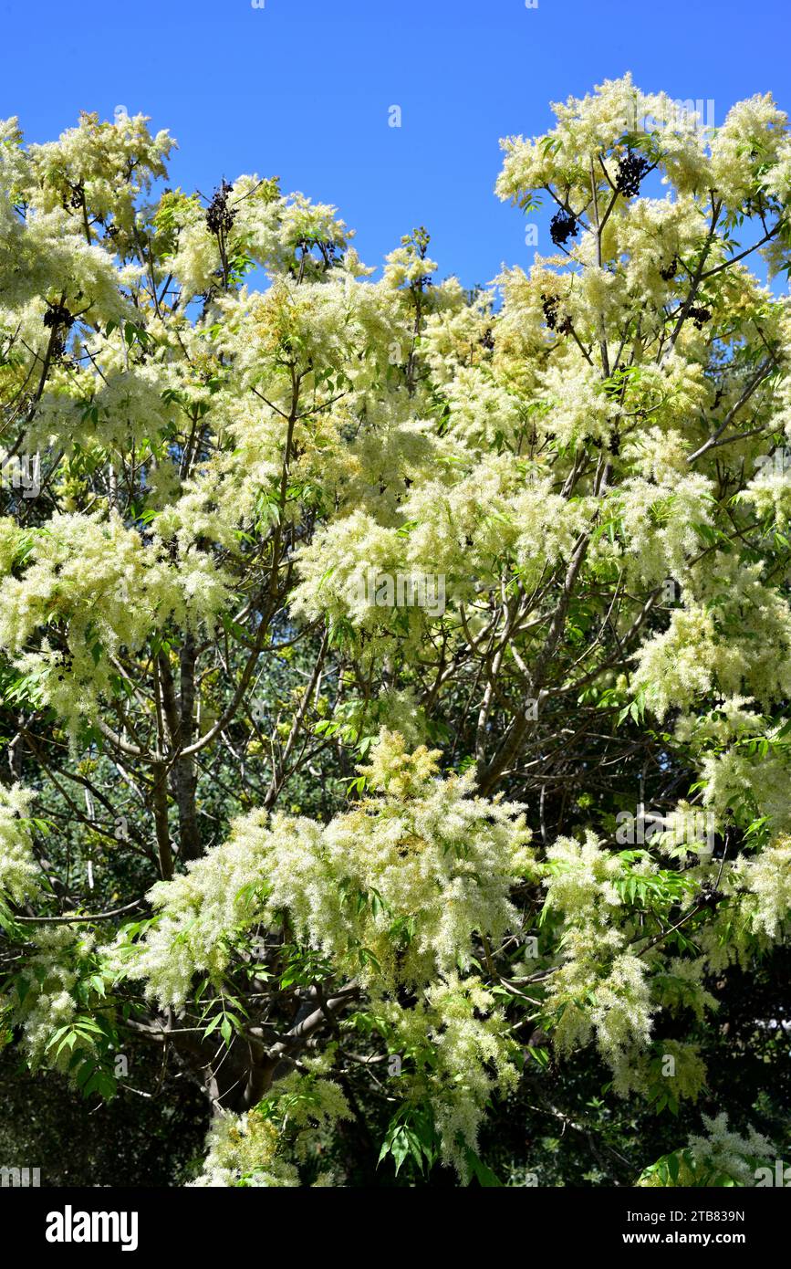 Mannasche (Fraxinus ornus) ist ein Laubbaum, der in Südeuropa und Südwestasien beheimatet ist. Details zu Blütenständen und Blättern. Stockfoto