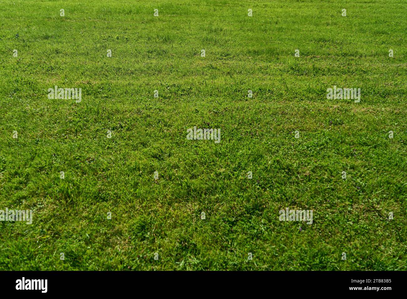 Grünes Gras auf dem Rasen im Sommer als organisches Hintergrundstrukturmuster Stockfoto