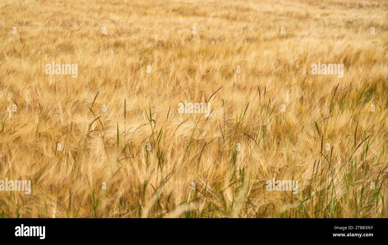 Gelbes Weizenfeld mit reifem Erntegut als landwirtschaftliches Hintergrundstrukturmuster Stockfoto