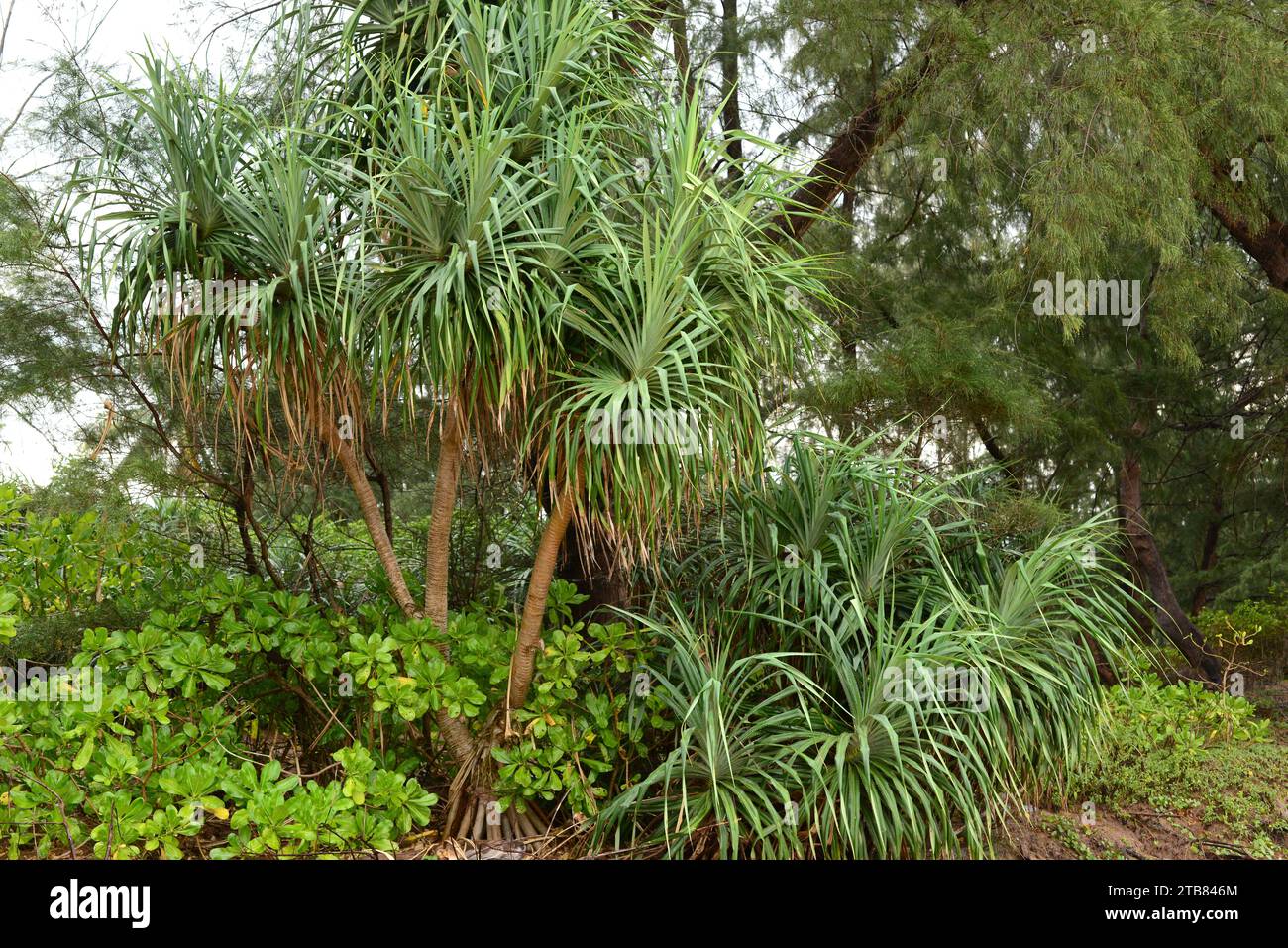 Screwpine (Pandanus utilis) und australische Kiefer (Casuarina equisetifolia) an einem Phuket Strand, Thailand. Stockfoto