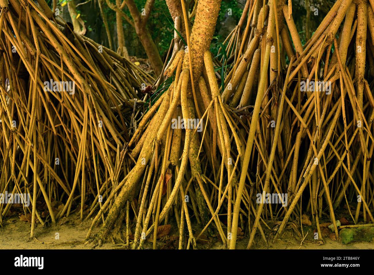 Screwpine (Pandanus utilis) ist ein in Madagaskar heimischer, aber in anderen tropischen Regionen eingebürgerter Sträucher. Details aus der Luftwurzel. Dieses Foto wurde in P aufgenommen Stockfoto