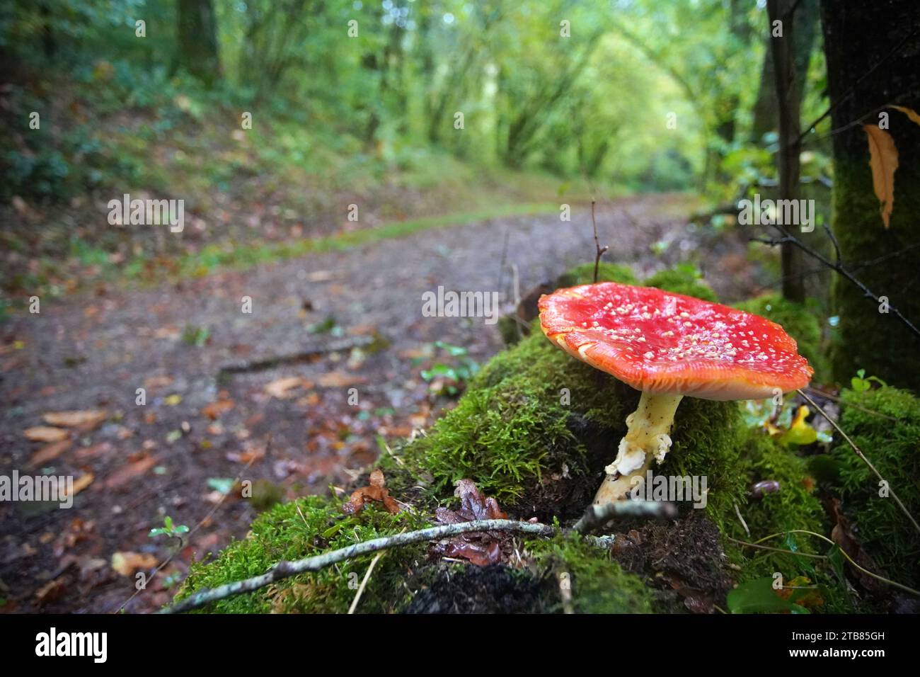 Fliegen Sie im Herbst im Perigord National Forest im Südwesten der Dordogne Frankreich Pilze. Stockfoto