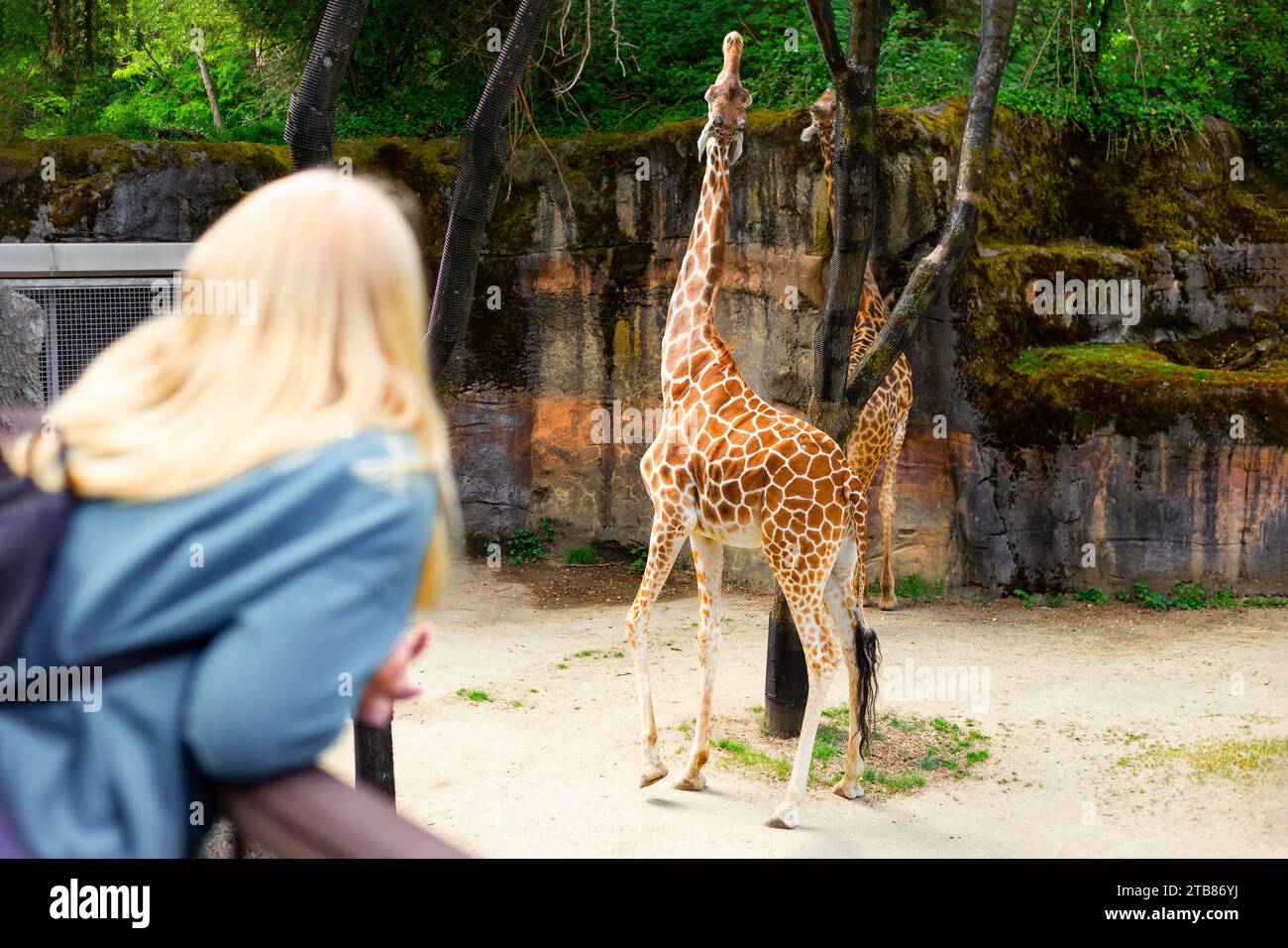PORTLAND, OR/USA – 24. MAI 2023: Blonde Frau beobachtet die Giraffe, die den Baum erreicht, im Oregon Zoo in Portland, USA Stockfoto