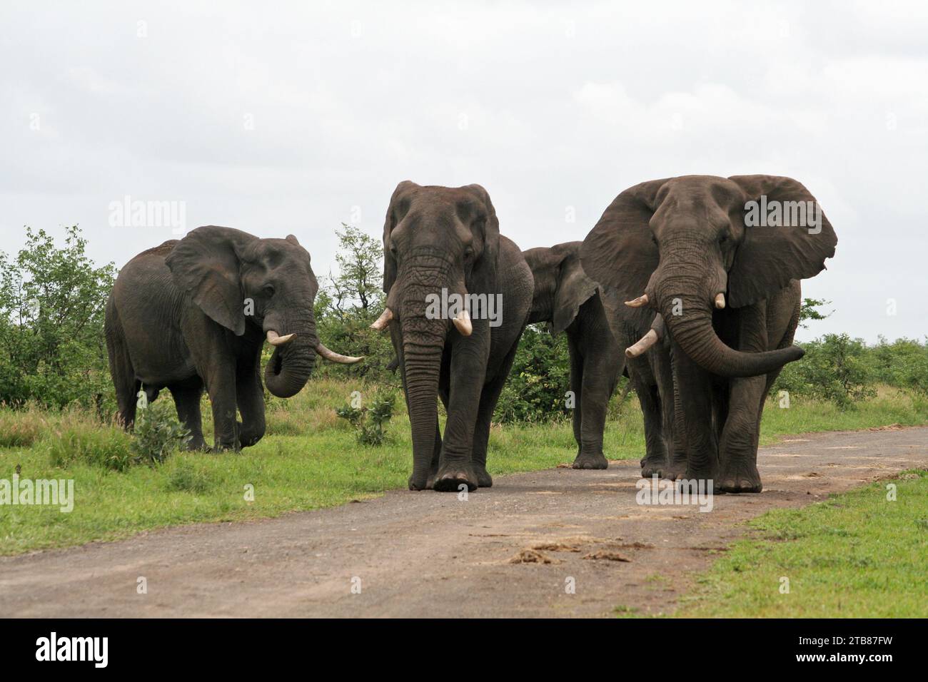 Gruppe von vier Elefantenbullen aus der Nähe auf dem Feldweg im Kruger-Nationalpark, Südafrika, ein wahres Touristenziel, um Wildtiere in seinem bes zu sehen Stockfoto