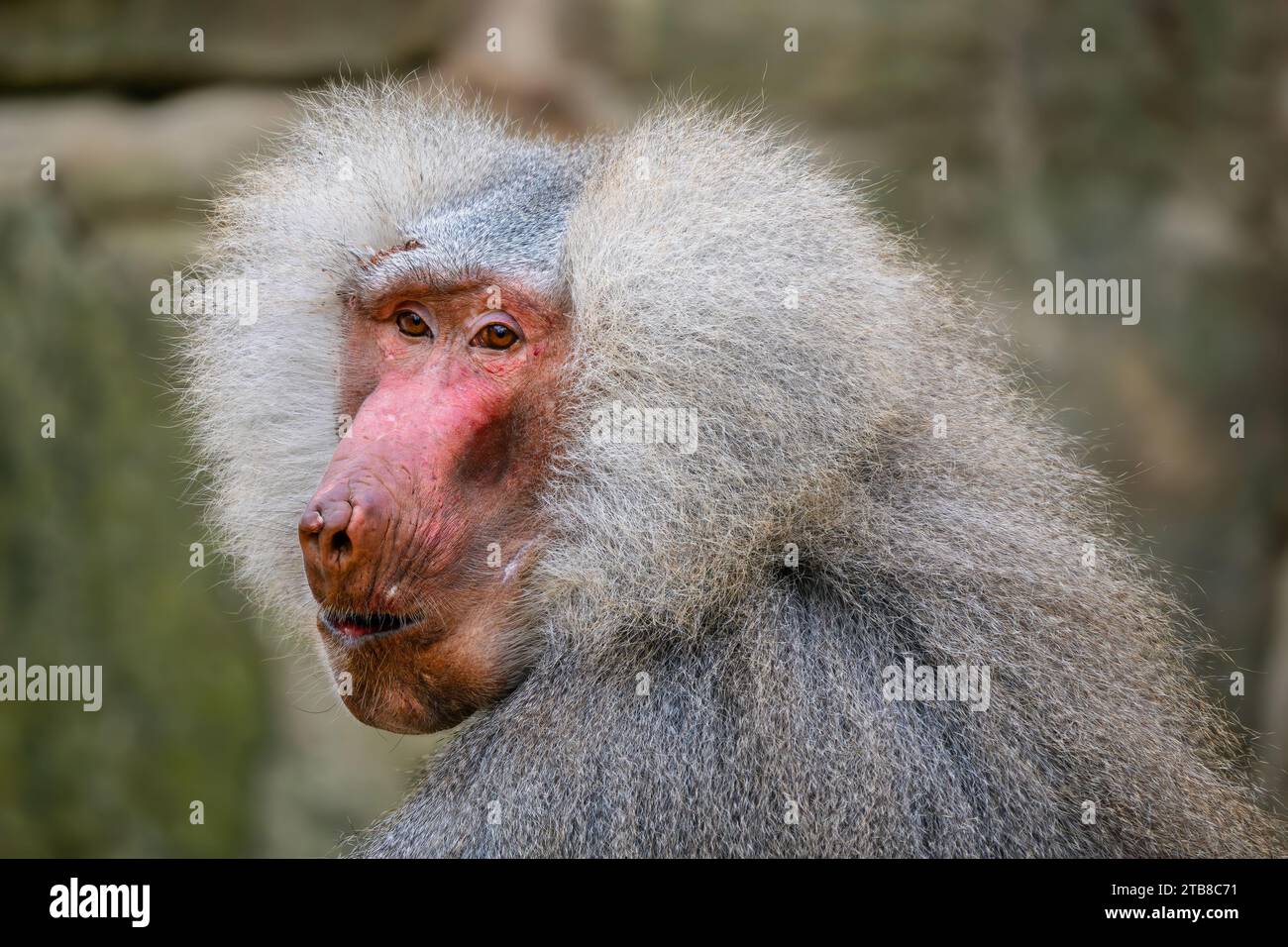 Hamadryas Pavian - Papio hamadryas, schöner großer Primaten aus den Savannen und felsigen Gebieten am Horn von Afrika, Äthiopien. Stockfoto