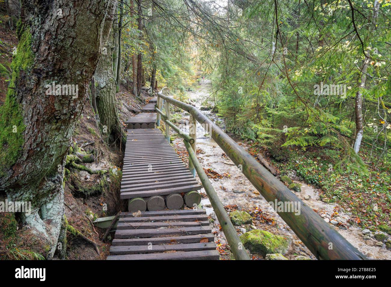 Eine hölzerne Fußgängerbrücke über einen Bach im Herbstwald. Der Nationalpark Mala Fatra in der Slowakei, Europa. Stockfoto