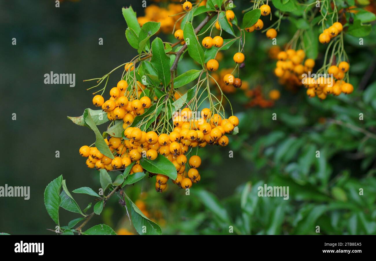 Pyracantha oder Feuerdorn, mit gelben Beeren Stockfoto