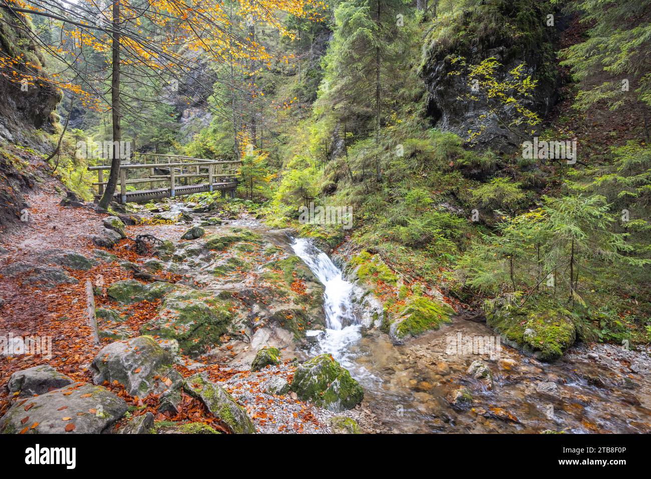 Eine hölzerne Fußgängerbrücke über einen Bach im Herbstwald. Der Nationalpark Mala Fatra in der Slowakei, Europa. Stockfoto