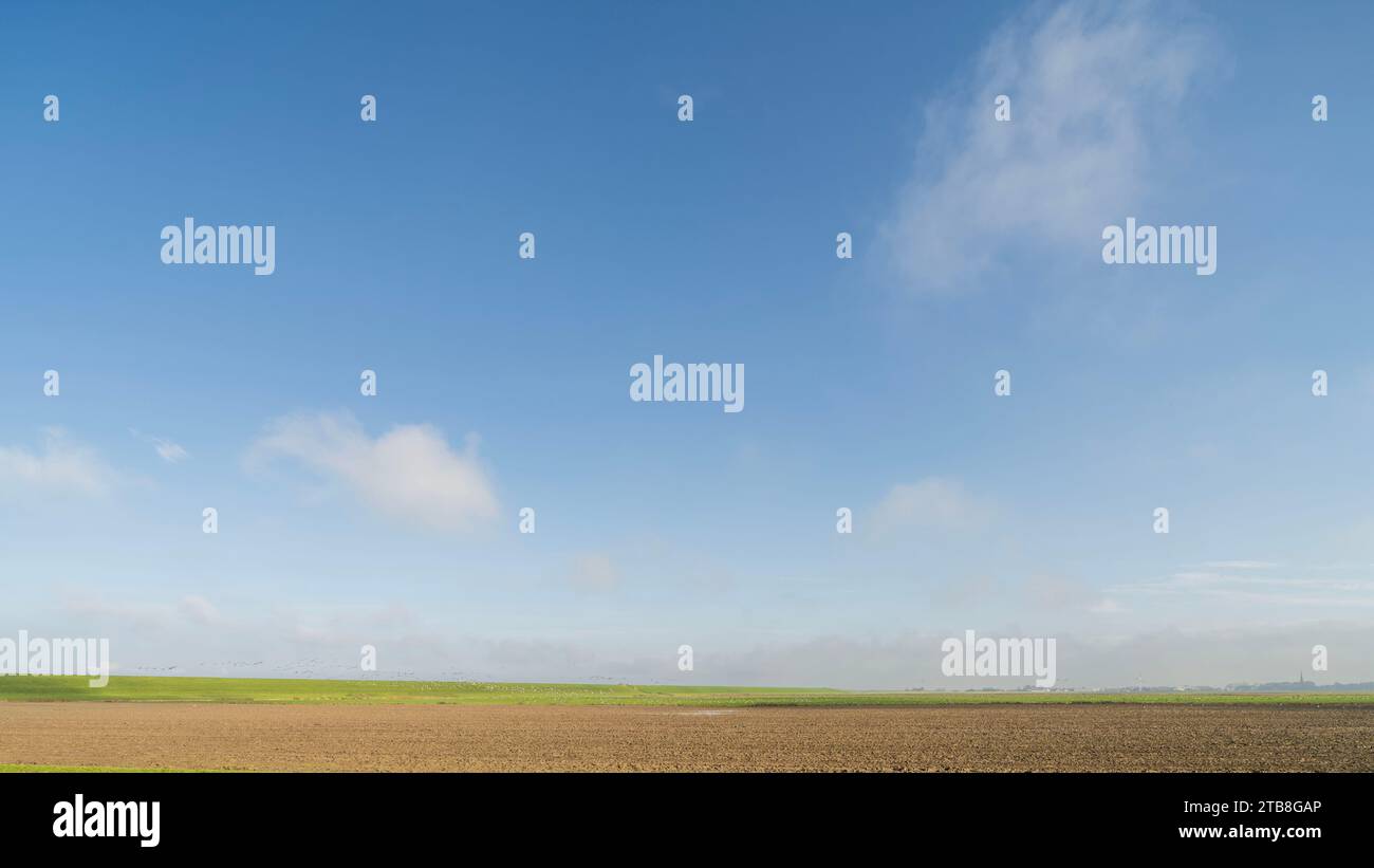 Ein landwirtschaftliches Feld in Noardeast-Fryslân, Niederlande mit Gänsen. Stockfoto