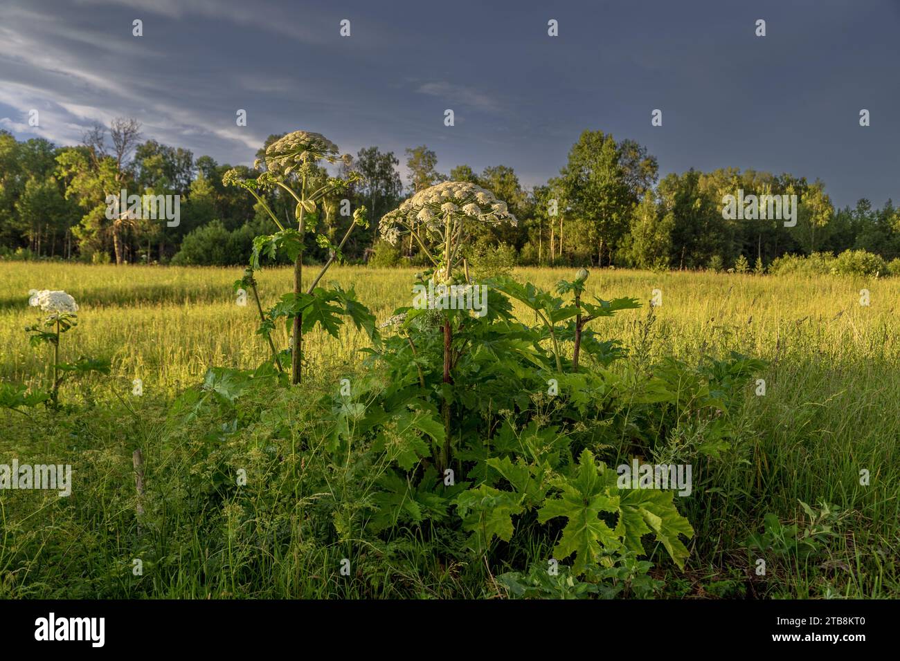 Sosnowskys Hogweed Heracleum sosnowskyi gefährliche invasive Pflanze Stockfoto