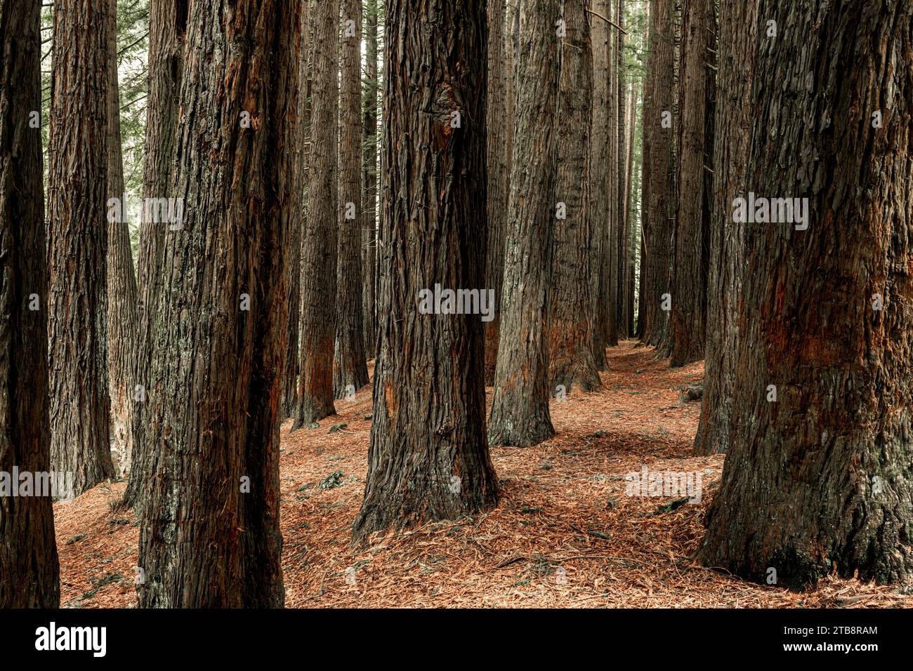 Die Redwoods sind kalifornische Mammutbäume, die weit entfernt im Great Otway National Park zu finden sind. Stockfoto