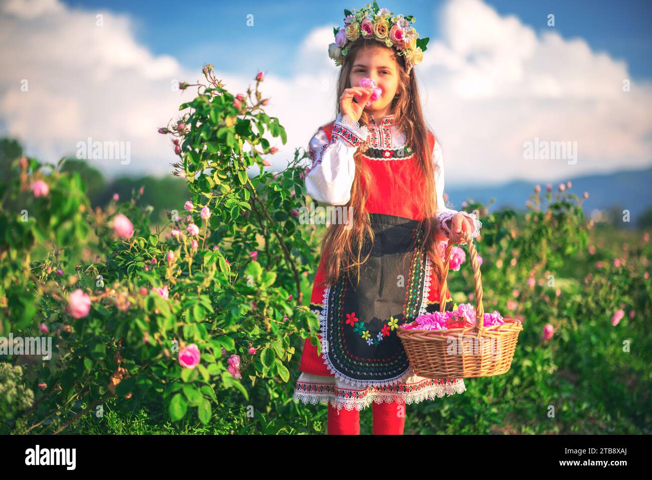 Schönes Freiheitsmädchen bulgarische Frau pflückt die ölhaltige Rose Damaskena auf dem Feld bei Sonnenaufgang Bulgarien Stockfoto