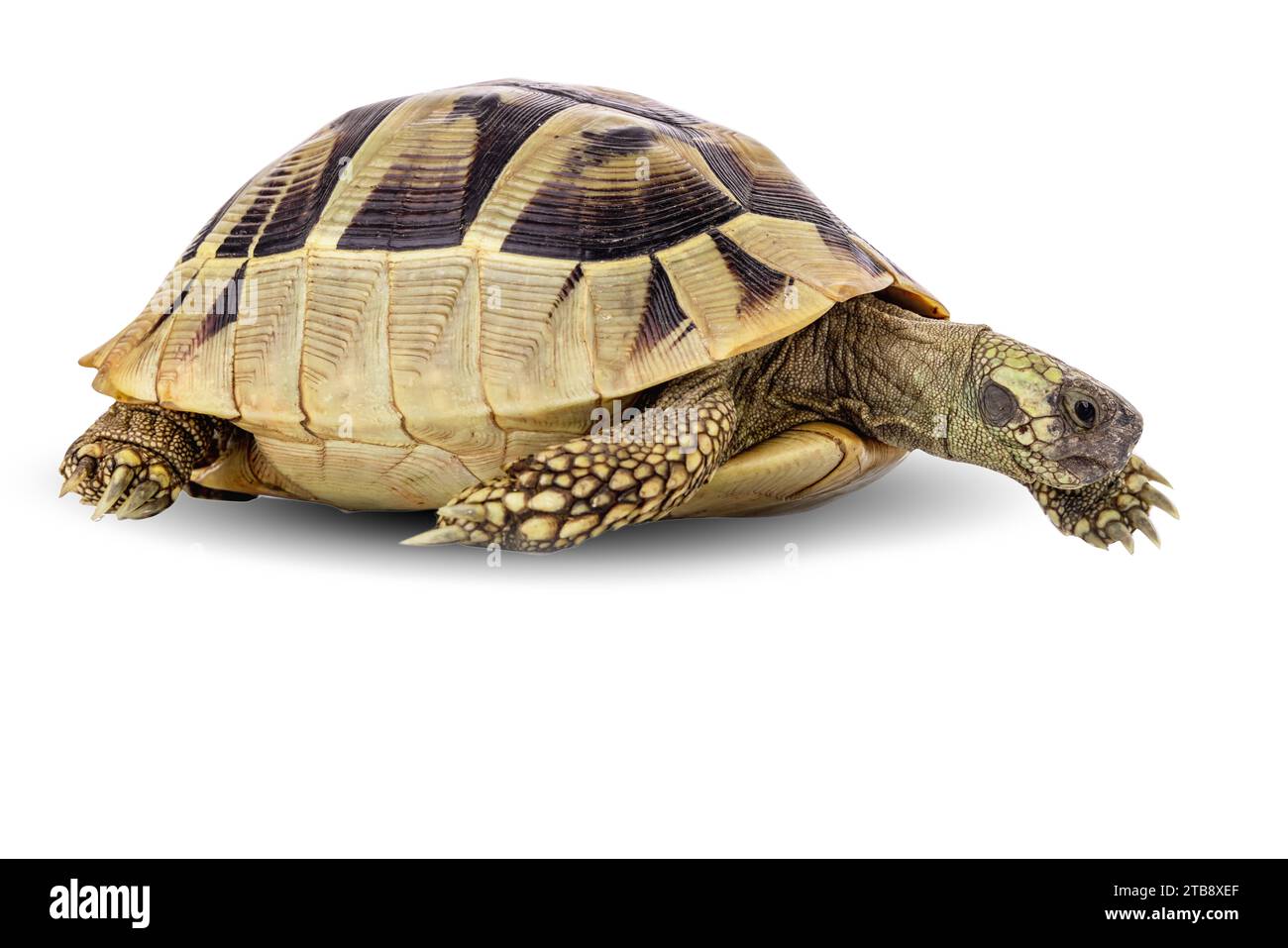 Schildkrötentiere isoliert auf weißem Hintergrund mit Clipping Path. Stockfoto