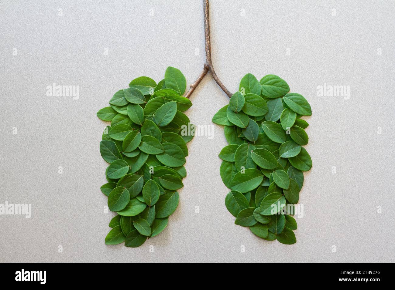 Menschliches Lungen-Symbol mit grünen Blättern, sauberer Luft und Gesundheitskonzept Stockfoto