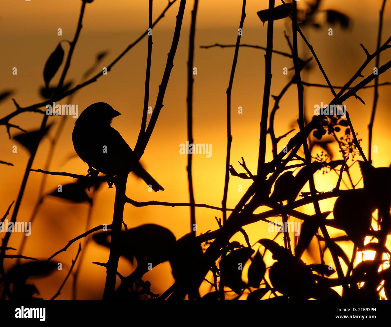 Moira, County Down, Nordirland, Großbritannien. Dezember 2023. Britisches Wetter - ein trockener Tag mit langen Sonnenscheinzeiten an einem ansonsten kalten Wintertag. Ein kleiner Passerinvogel, der sich auf einer Hecke befindet, während die Wintersonne im Dezember untergeht. Quelle: CAZIMB/Alamy Live News. Stockfoto