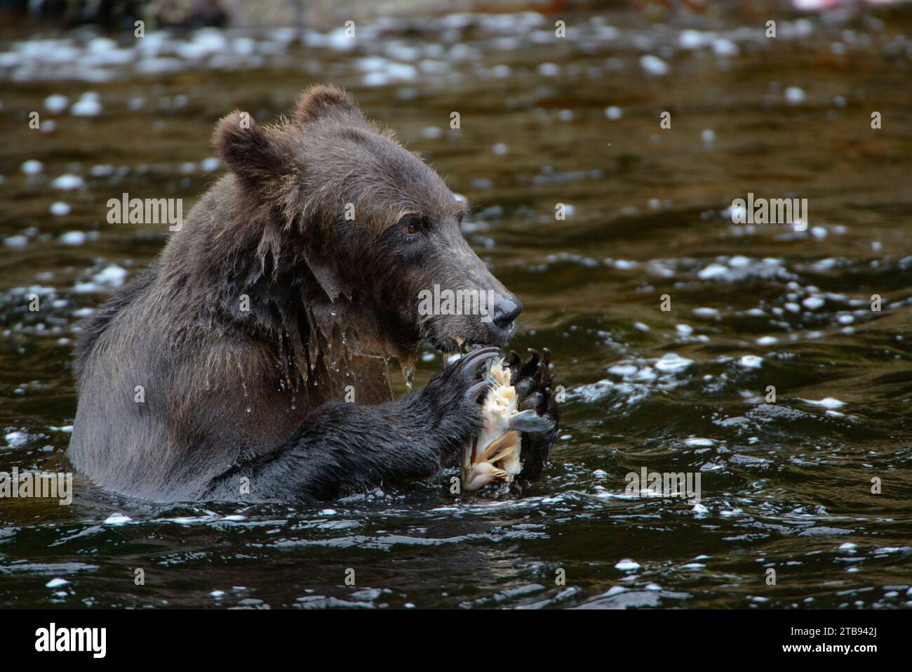 Porträt eines Braunbären (Ursus arctos gyas), der in den Gewässern von Inside Passage, Alaska, USA, Sockeye Lachs isst Stockfoto