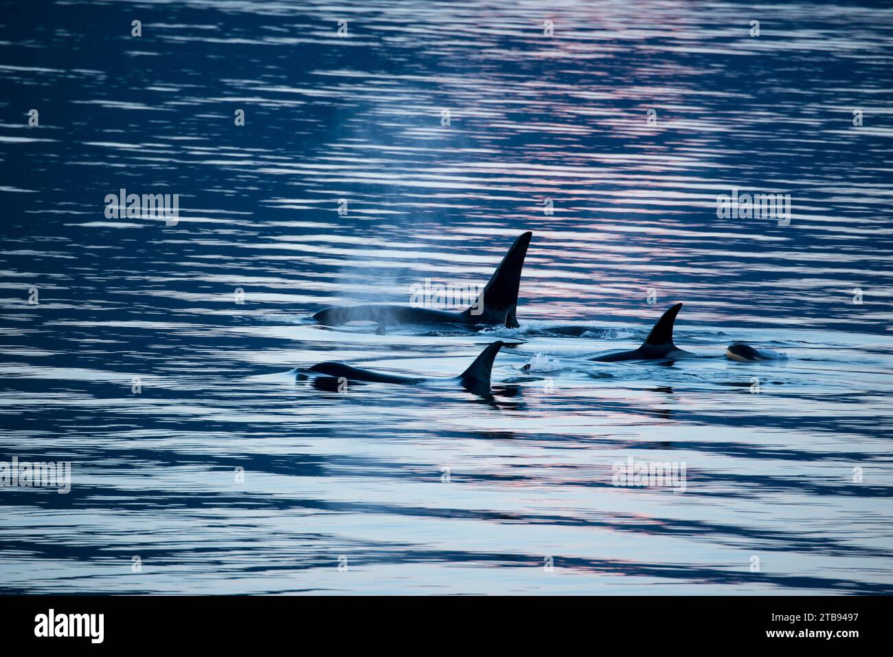 Horde von Killerwalen oder Orcas (Orcinus Orca), die auf der Oberfläche des ruhigen, welligen blauen Meerwassers schwimmen, mit Nebel, der aus ihrer Atmung steigt, ... Stockfoto