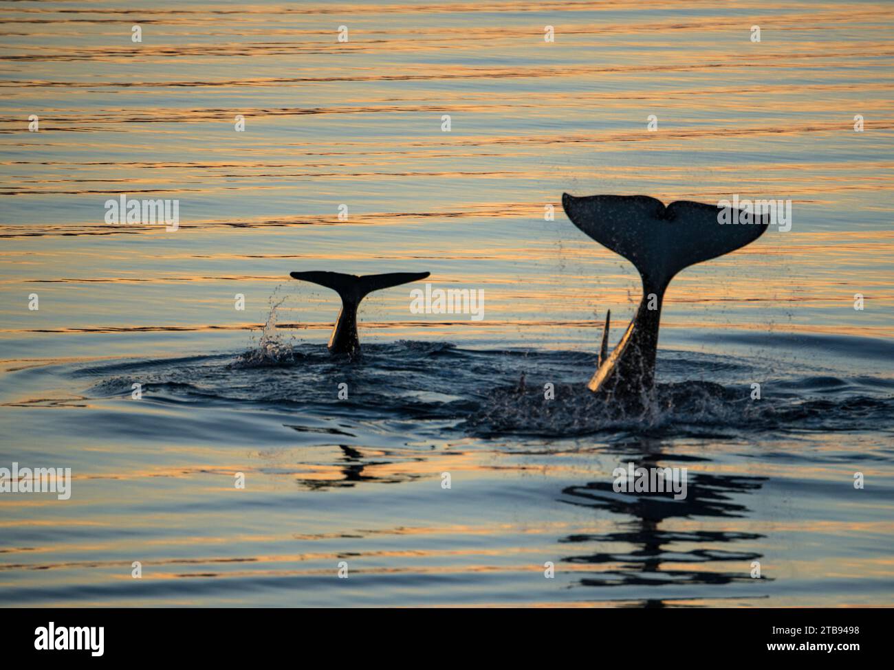 Killerwale oder Orcas (Orcinus Orcas) fluchen auf der Wasseroberfläche, während sie im Sonnenuntergang im Frederick Sound, Inside Passage, Alaska, USA, tauchen Stockfoto