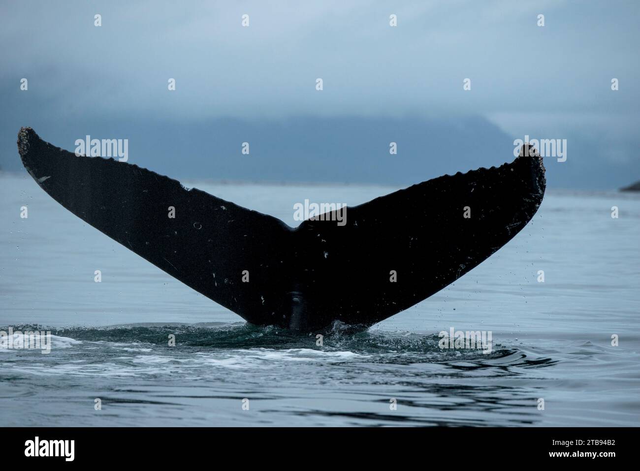 Fluke eines Buckelwals (Megaptera novaeangliae) in der Icy Strait, Inside Passage, Alaska, USA; Vereinigte Staaten von Amerika Stockfoto