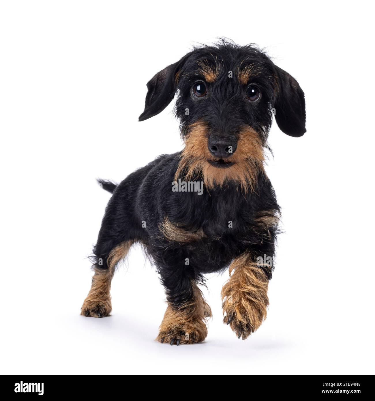 Niedlicher, schwarz-brauner Dachshund-Hündchen, der auf den Zuschauer zuläuft. Blick direkt auf die Kamera. Isoliert auf weißem Hintergrund. Stockfoto