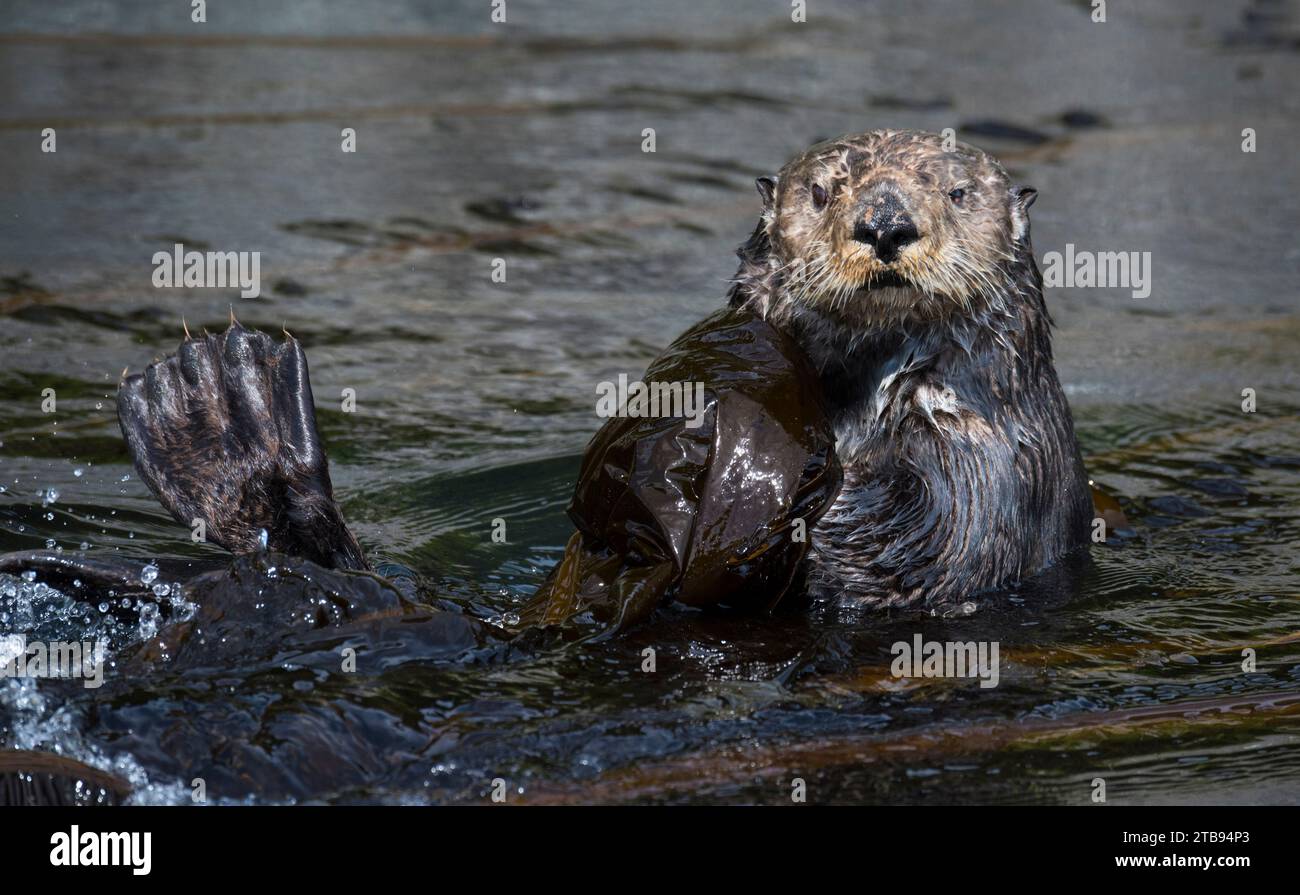 Nahaufnahme eines schwimmenden Otter vor den Inian-Inseln; Inian-Inseln, Alaska, Vereinigte Staaten von Amerika Stockfoto