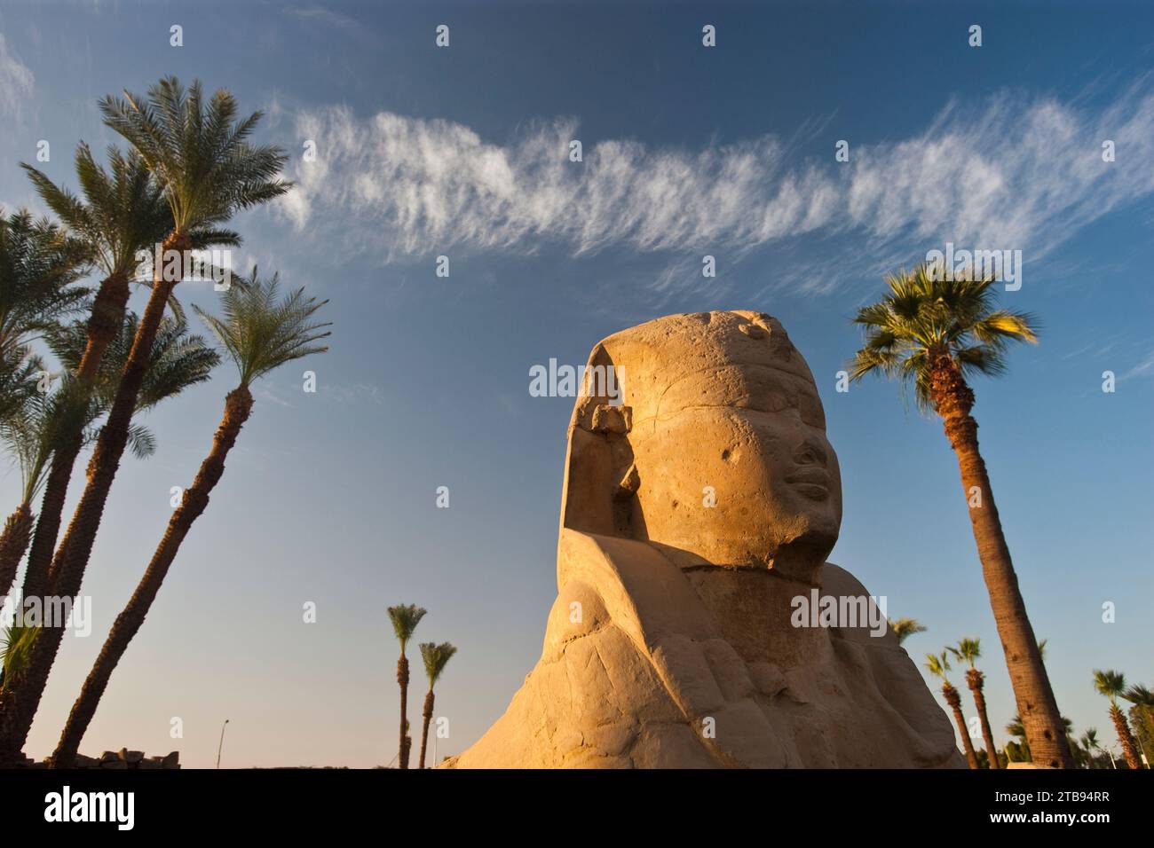 Sphinx in der Avenue der Sphinxes am Luxor-Tempel; Luxor, Ägypten Stockfoto