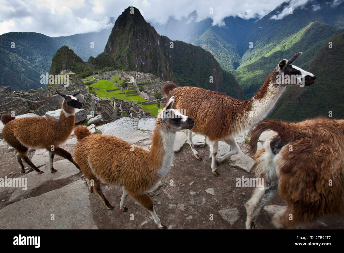 Lamas (Lama glama) auf der Straße oberhalb von Machu Picchu; Peru Stockfoto