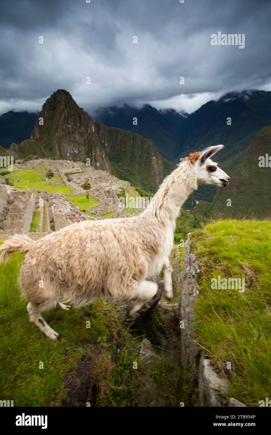 Lama (Lama glama) springt in Machu Picchu in Peru über eine Gletscherspalte Stockfoto