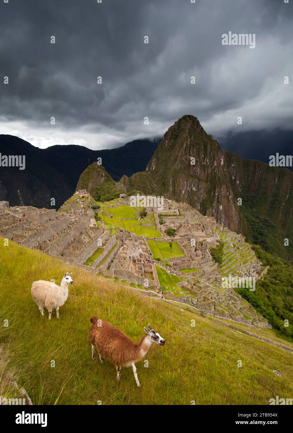 Lamas (Lama Glama) spazieren Sie in Machu Picchu; Peru Stockfoto