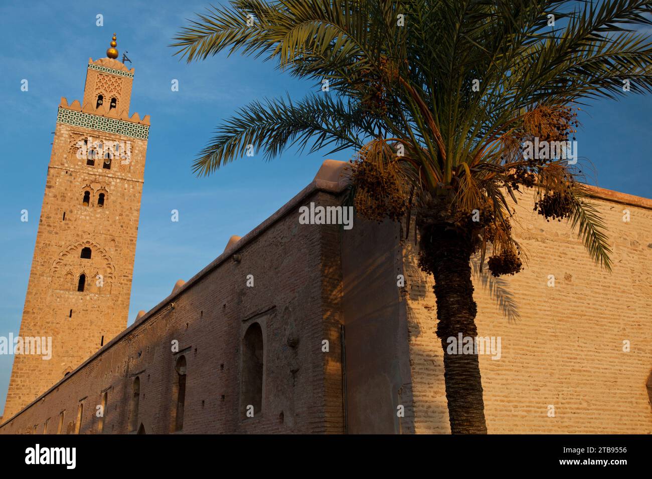 Die Koutoubia-Moschee aus dem 12. Jahrhundert und das Minarett in der Medina in Marrakesch; Marrakesch, Marokko Stockfoto