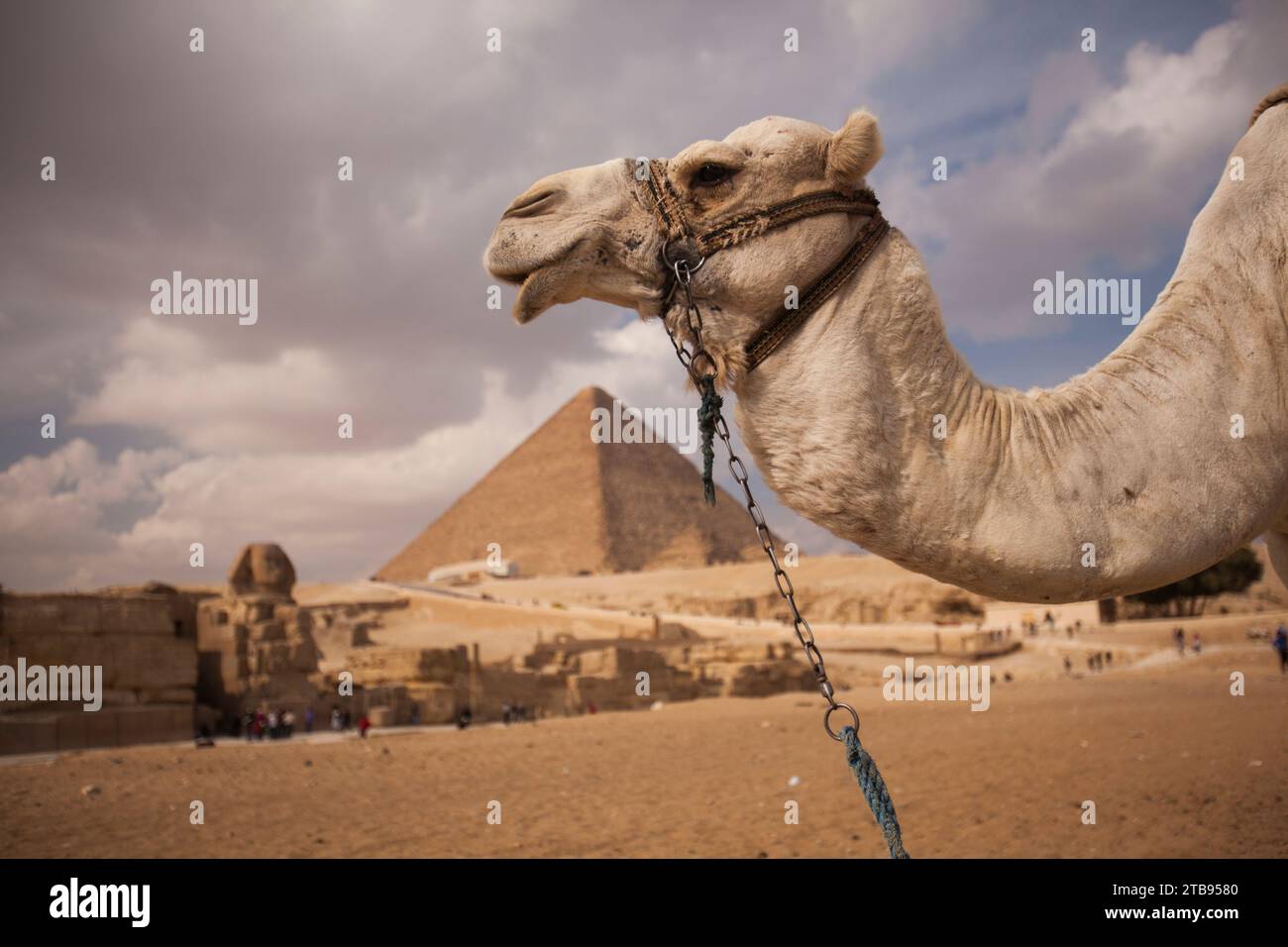 Sphinx und die große Pyramide von Gizeh, mit einem Kamel im Vordergrund, in Ägypten; Gizeh, Ägypten Stockfoto