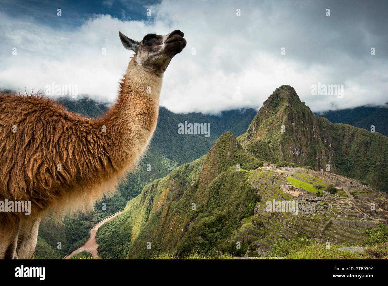 Lama (Lama glama) steht auf einem Berg mit Blick auf Machu Picchu; Peru Stockfoto