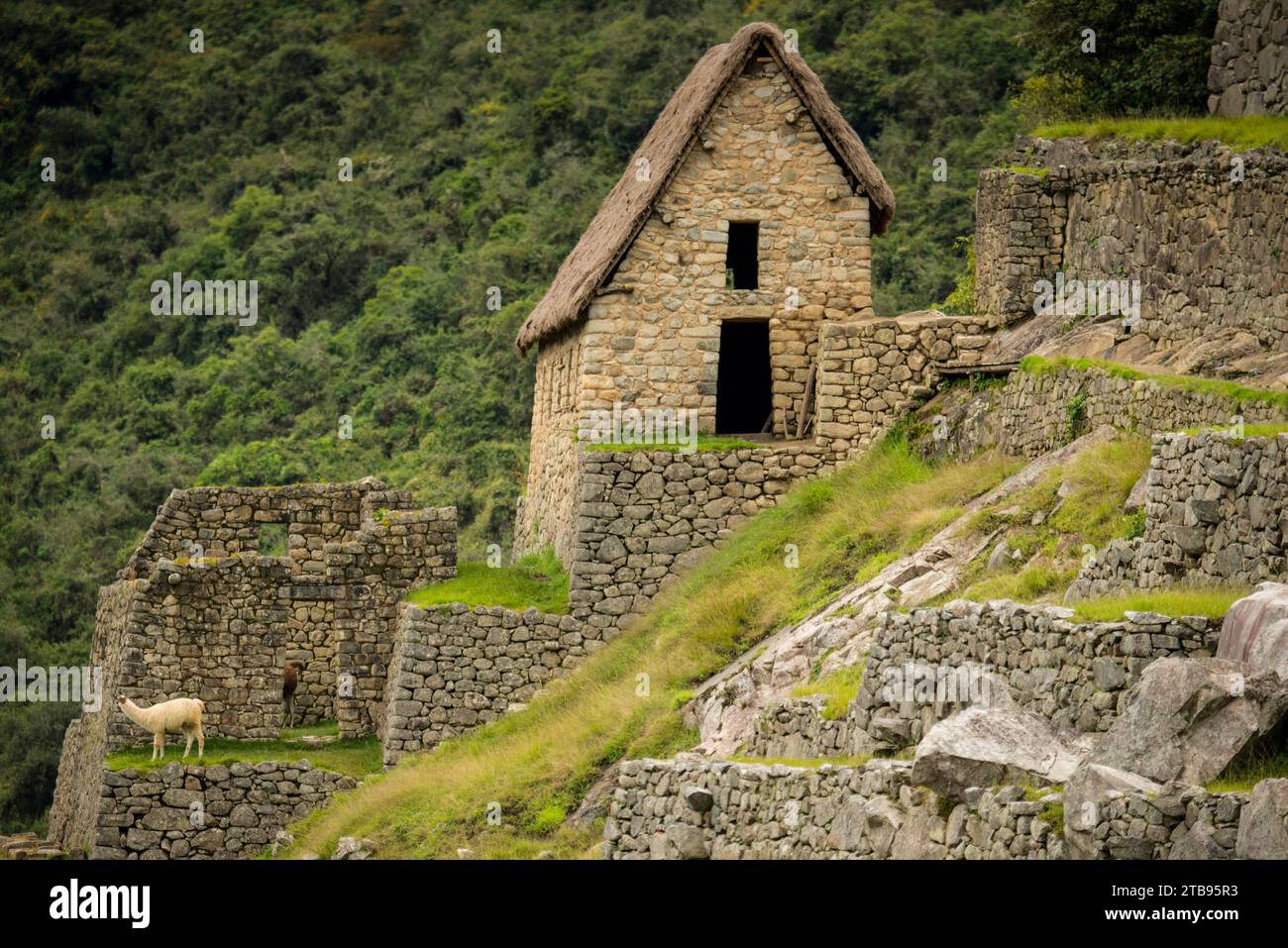 Machu Picchu; Peru Stockfoto