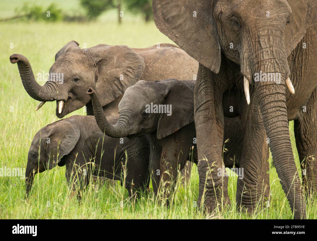 Elefanten (Loxodonta africana), die im Grasland des Serengeti-Nationalparks in Tansania stehen Stockfoto