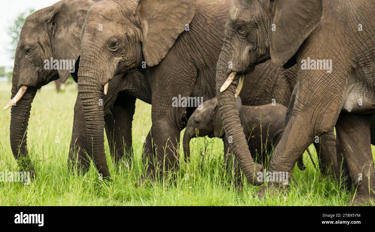 Elefantenbabys (Loxodonta africana) spazieren unter den älteren im Serengeti-Nationalpark, Tansania Stockfoto