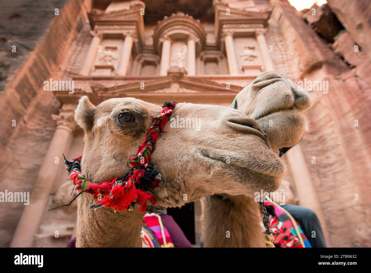 Kamele kuscheln sich vor der Schatzkammer al Khazneh in Petra; Petra, Jordanien Stockfoto