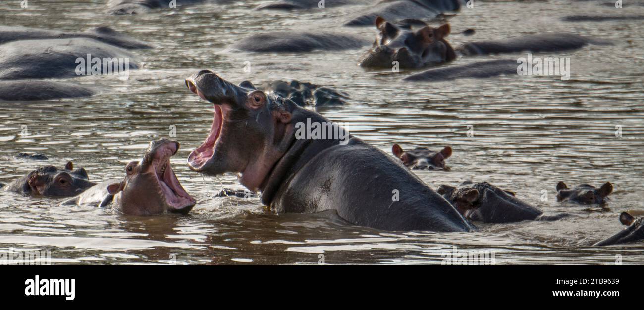 Adulte Flusspferde (Hippopotamus amphibius) im Serengeti-Nationalpark, Tansania; Tansania Stockfoto