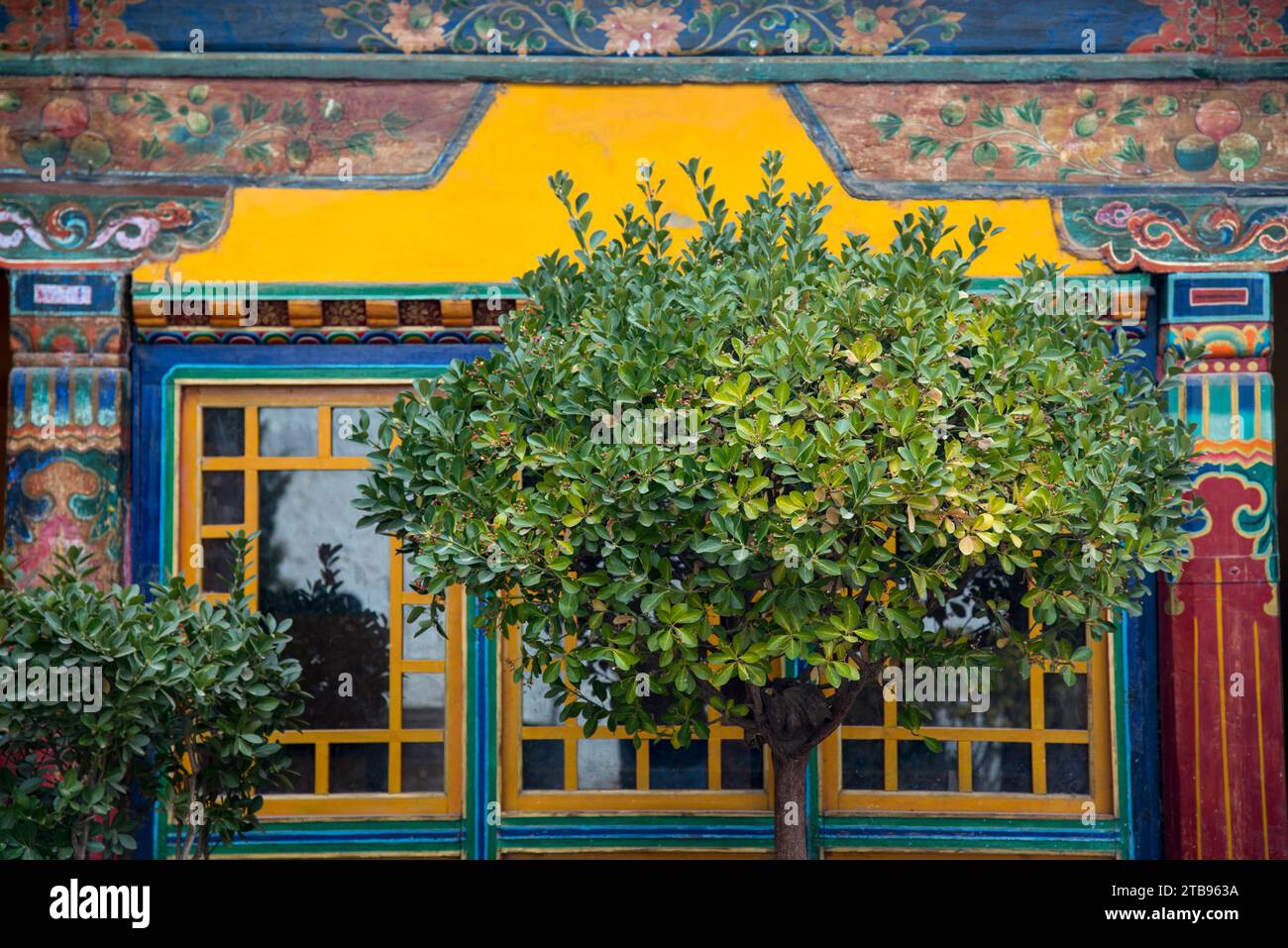 Ein Baum verdeckt ein Fenster des Jokhang-Tempels, Lhasa, Tibet Stockfoto